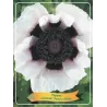 Papaver orientale PERRYS WHITE