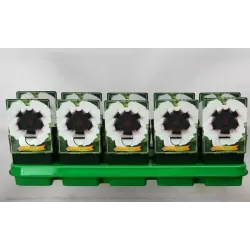 Papaver orientale PERRYS WHITE