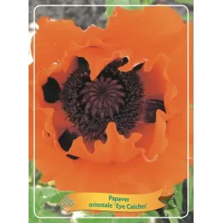 Aguona - Papaver orientale Eyecatcher (Eye catcher)