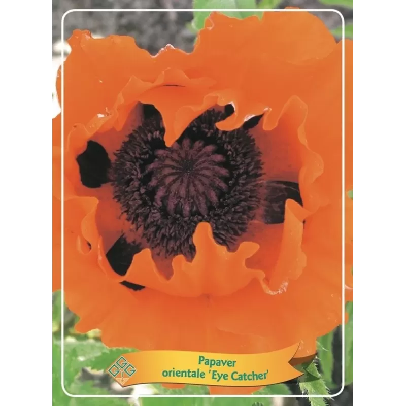 Papaver orientale Eyecatcher (Eye catcher)
