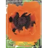 Papaver orientale Eyecatcher (Eye catcher)