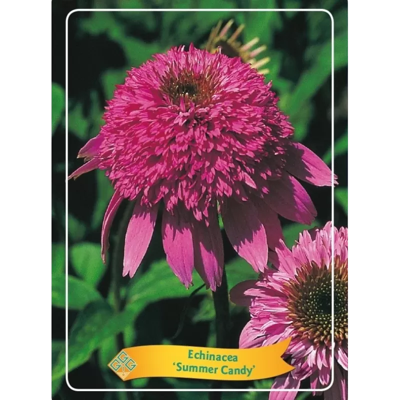 Ežiuolė - Echinacea SUMMER CANDY