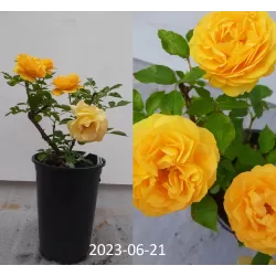 Rožė - Rosa ABSOLUTELY FABULOUS ®