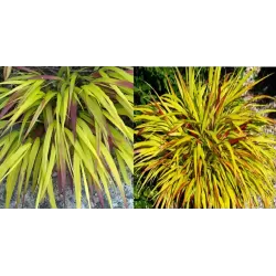 Didžioji hakonė - Hakonechloa macra SUNFLARE