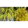 Didžioji hakonė - Hakonechloa macra SUNFLARE