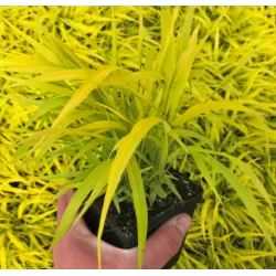 Didžioji hakonė - Hakonechloa macra SUNFLARE