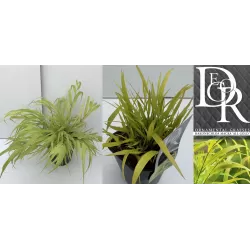 Didžioji hakonė - Hakonechloa macra SUNFLARE