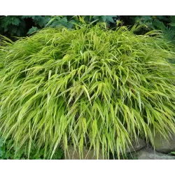 Didžioji hakonė - Hakonechloa macra SUNFLARE