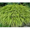 Didžioji hakonė - Hakonechloa macra SUNFLARE