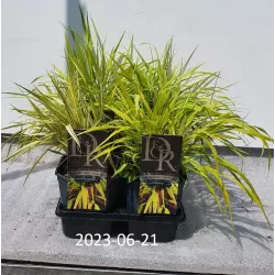 Didžioji hakonė - Hakonechloa macra SUNFLARE