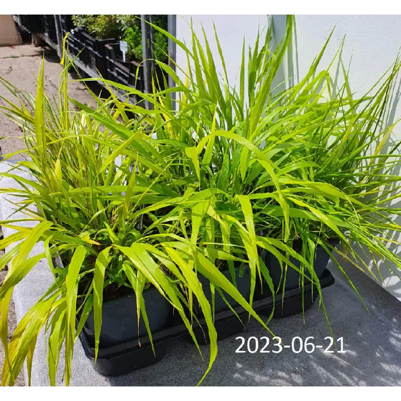 Didžioji hakonė - Hakonechloa macra SUNFLARE