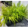 Didžioji hakonė - Hakonechloa macra SUNFLARE