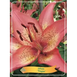 Lelija - Lilium Trogon