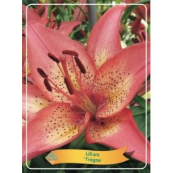 Lilium Trogon