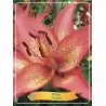 Lelija - Lilium Trogon