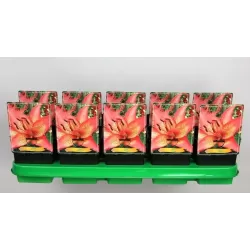 Lelija - Lilium Trogon