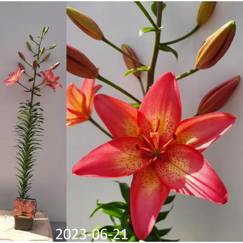 Lelija - Lilium Trogon