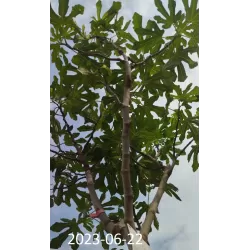 Egzotiniai augalai internetu