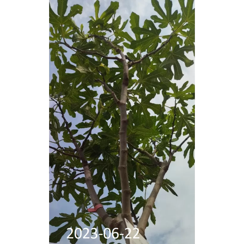 Egzotiniai augalai internetu