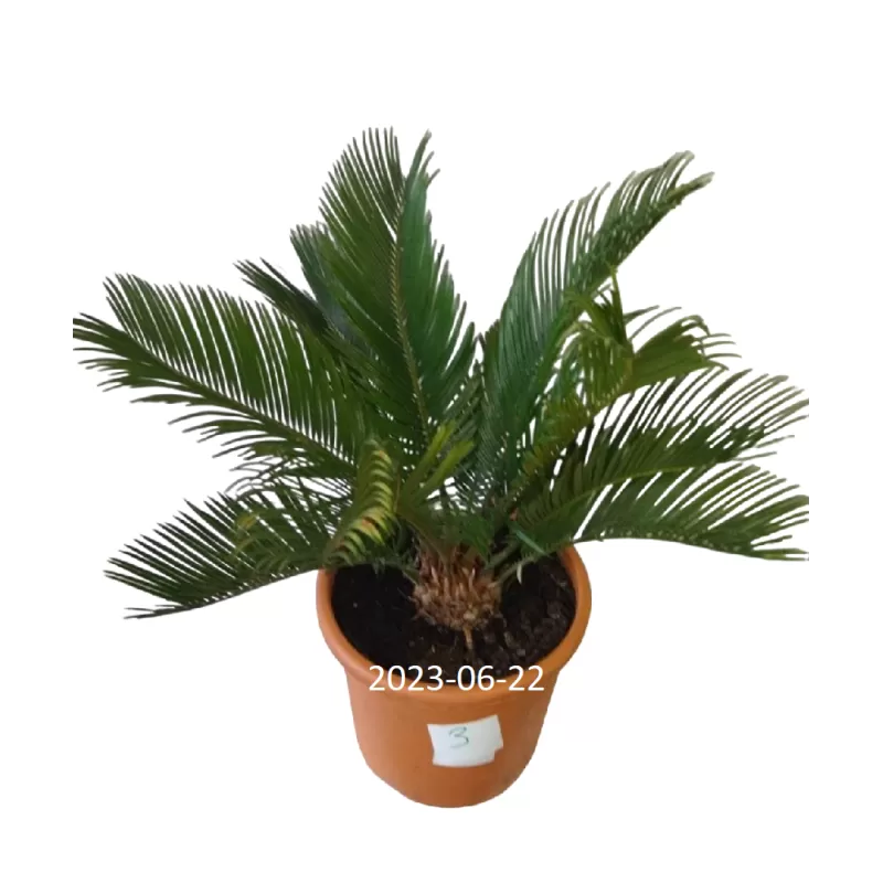 Cikas - Cycas revoluta