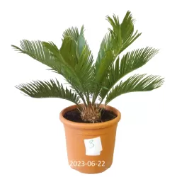 Cikas - Cycas REVOLUTA