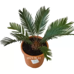 Cikas - Cycas revoluta