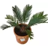 Cikas - Cycas revoluta