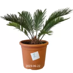 Cikas - Cycas revoluta