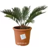 Cikas - Cycas revoluta