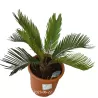 Cikas - Cycas REVOLUTA