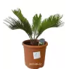 Cikas - Cycas REVOLUTA