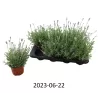 Lavandula angustifolia Vienco Early White