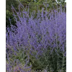 Mėlėsas - Perovskia atriplicifolia BLUE SPIRE