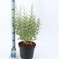 Mėlėsas - Perovskia atriplicifolia BLUE SPIRE