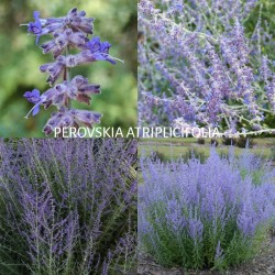 Mėlėsas - Perovskia atriplicifolia BLUE SPIRE