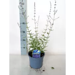 Mėlėsas - Perovskia atriplicifolia BLUE SPIRE