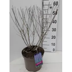 Mėlėsas - Perovskia atriplicifolia BLUE SPIRE