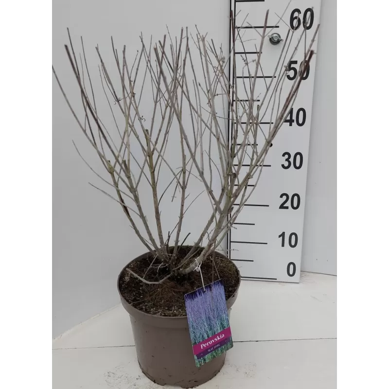 Mėlėsas - Perovskia atriplicifolia BLUE SPIRE