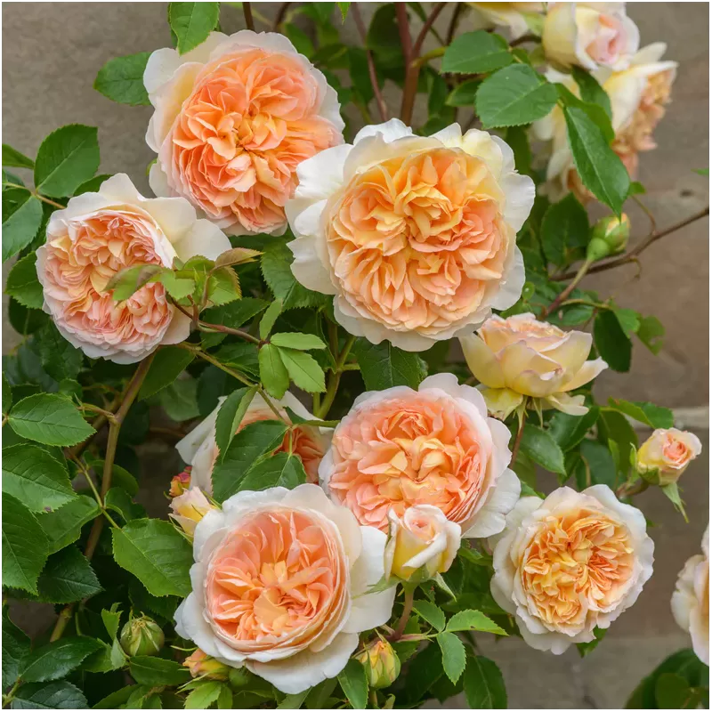 Rožė - Rosa BATHSHEBA