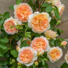 Rožė - Rosa BATHSHEBA
