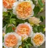 Rožė - Rosa BATHSHEBA