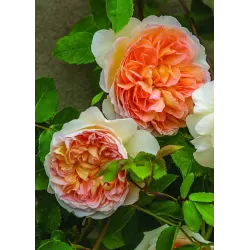Rožė - Rosa BATHSHEBA
