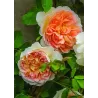 Rožė - Rosa BATHSHEBA
