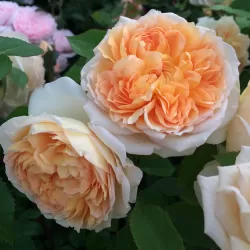 Rožė - Rosa BATHSHEBA