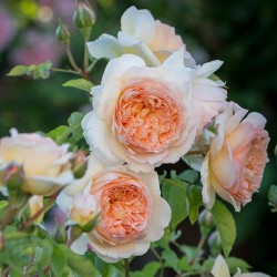 Rožė - Rosa BATHSHEBA
