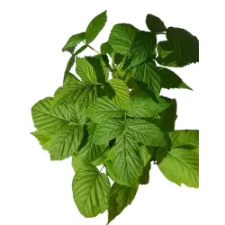 Paprastoji aviete - Rubus idaeus Golden Everest