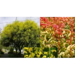 Gausiažiedė kelreiterė - Koelreuteria paniculata