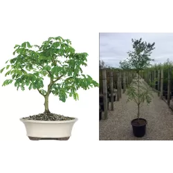 Gausiažiedė kelreiterė - Koelreuteria paniculata