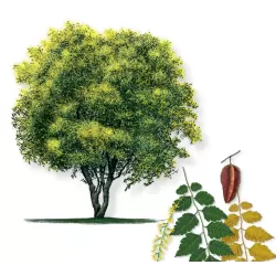 Gausiažiedė kelreiterė - Koelreuteria paniculata