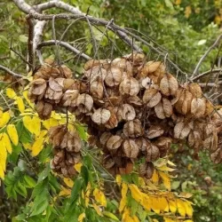 KOELREUTERIA PANICULATA